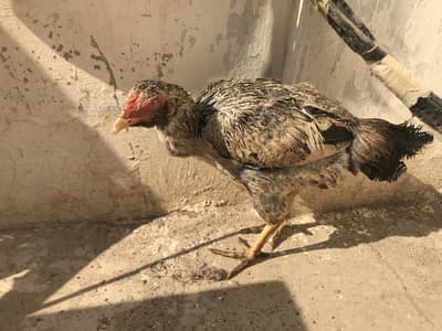 Aseel pathi (young) for sell