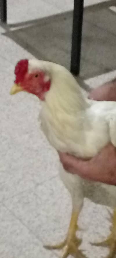 aseel mianwali Ghar ki taza ghizzaiyat ka Pala hua murga