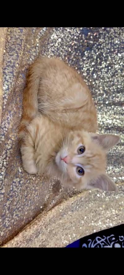 American short-hair male ginger