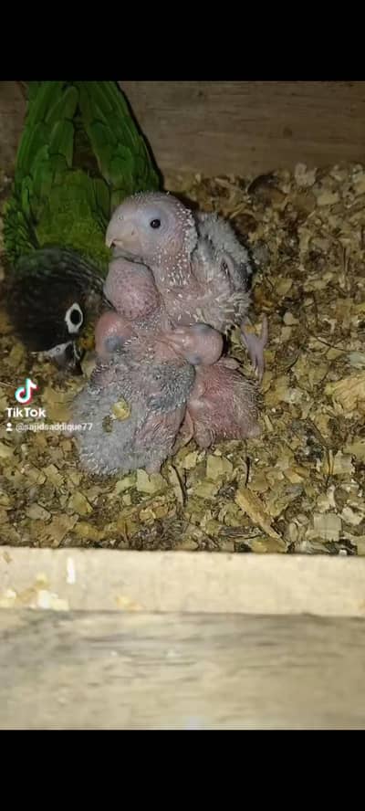 conure and cocktail chicks available for handtame ,