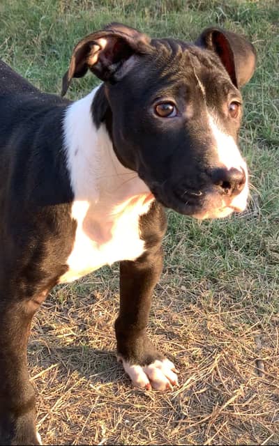 Pitbull Black femle