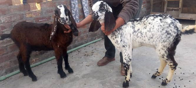 bakra bakri jora for sail