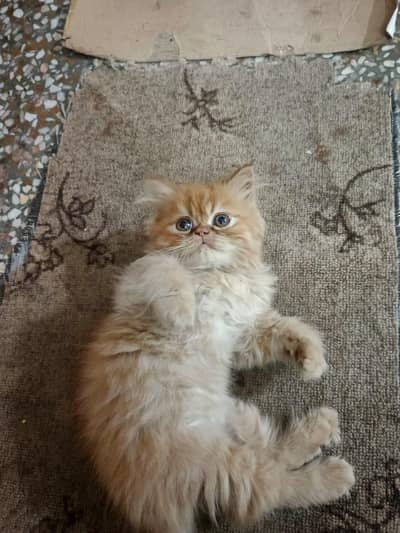 Persian kittens | triple coated | punch face kittens