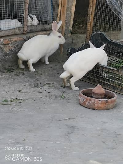 rabbits for sale Bareedar