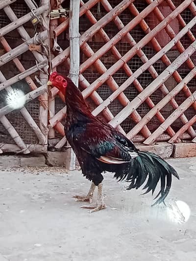 one cock aseel thai