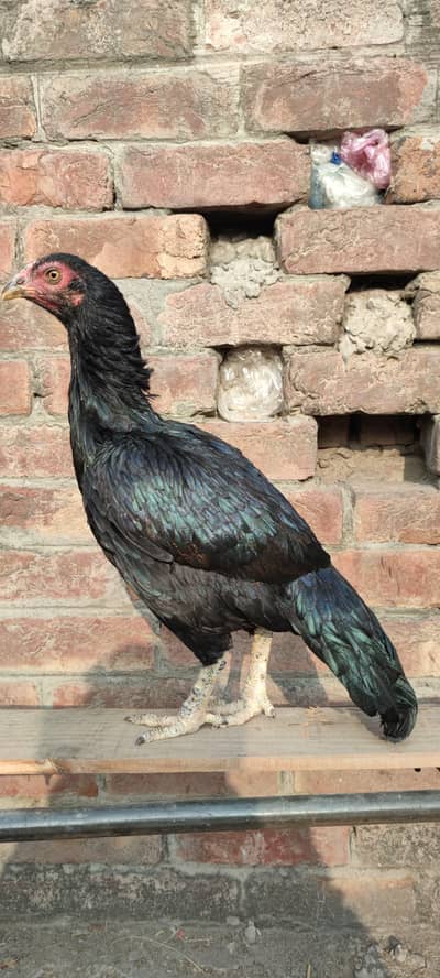 pure aseel lasani female