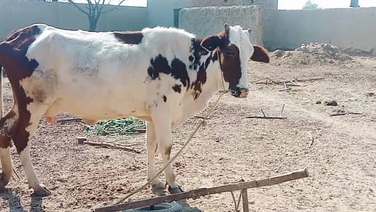 Gulabi gaay bcha for sale