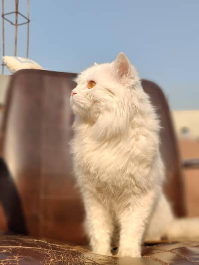 Persian cat with yellowish eyes / vaccinated / 1 year 3-4 months