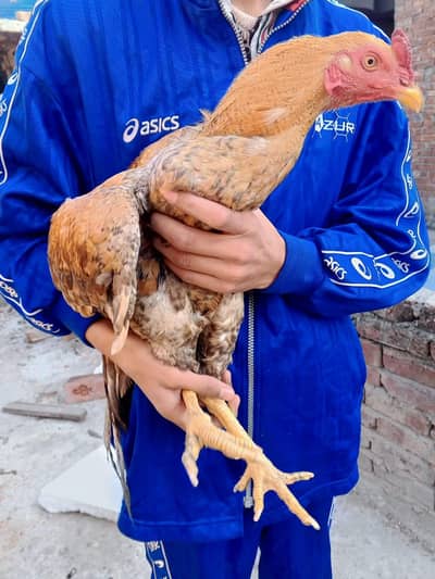 Aseel murga urgent forsale