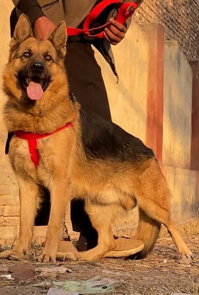 German shepherd king size male available full security guard full