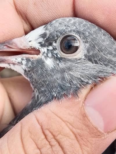 pigeon 13 piece pure resulted bachy for sale