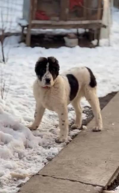 giant size Alabai male pup imported from Russia