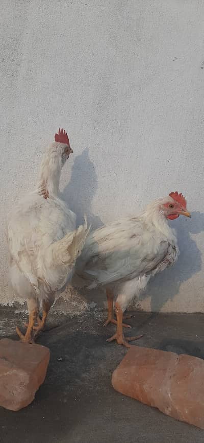 Boiler Roosters full organic feed consumer without drugs