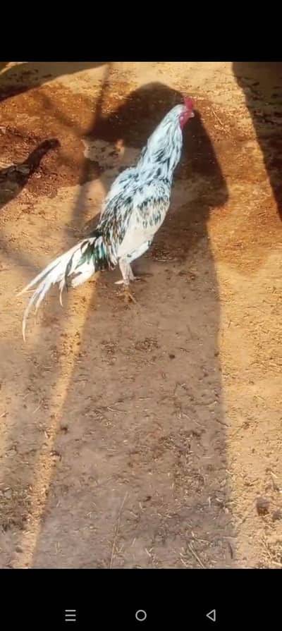 jora available murgha murghi dono