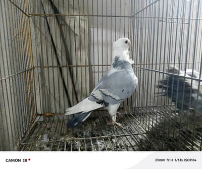 male Sentinet piegeon