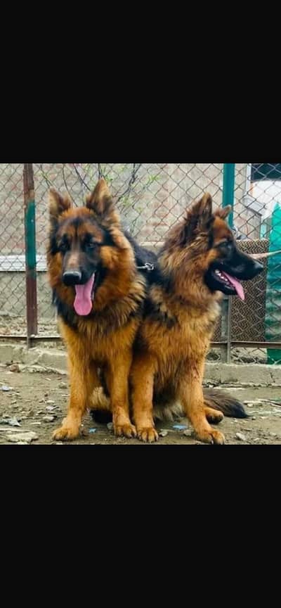 German shepherd pair for sale