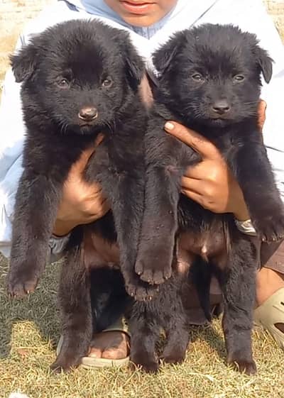 German Shepherd puppies for sale