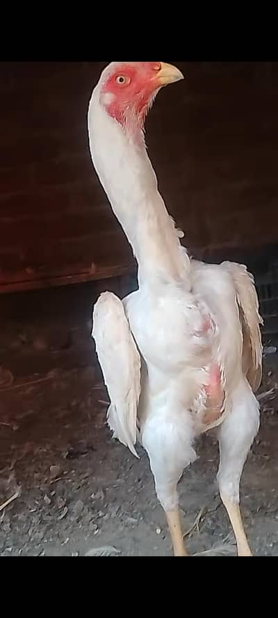 White shamo trio set