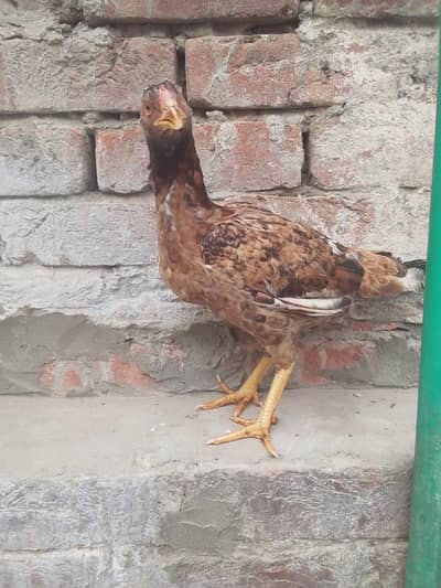 aseel mianwali 2000 pr piece