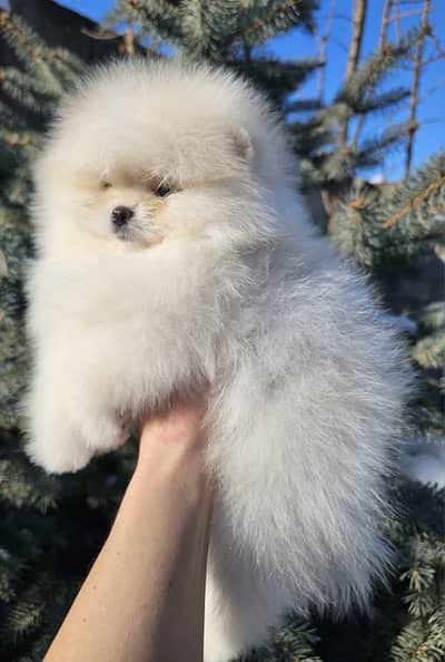 pure mini Pomeranian male pup imported from Russia available now .