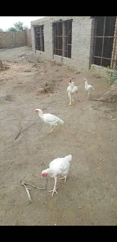 Heera Aseel | Aseel hens | white heera | Aseel hens For sale