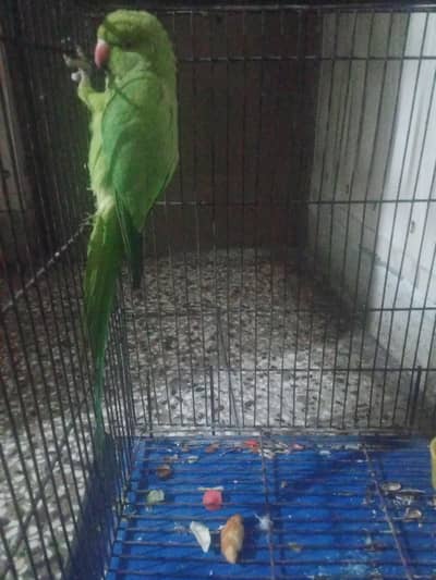 parrot for sale