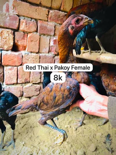 Aseel Thai / Dragon / Red Thai X Pakoy/ high quality / Hens