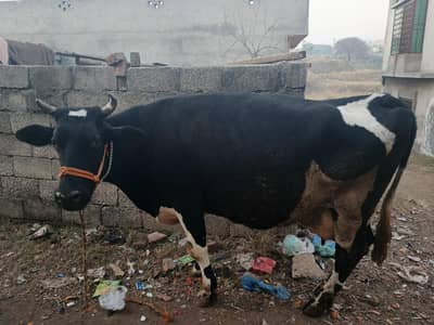 Cow For Urgent Sale