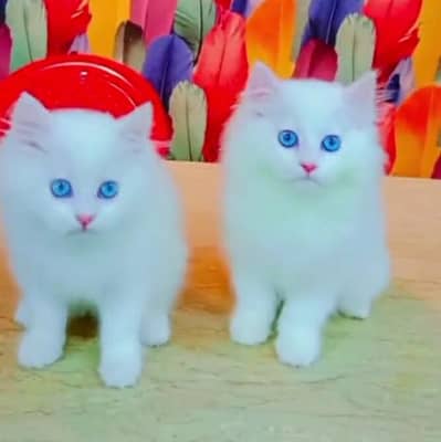 Persian cat for sale