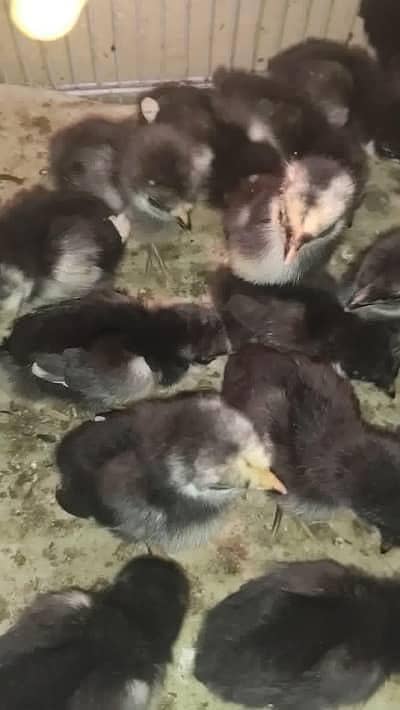 Australorp Chicks