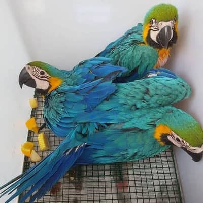 mashallahl  macaw parrot cheeks for sale=0319=7605=422