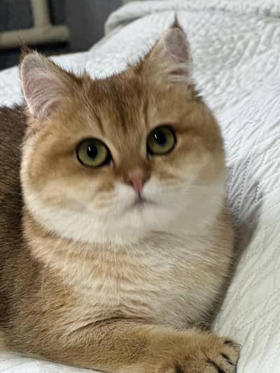 British Short Hair male kitten