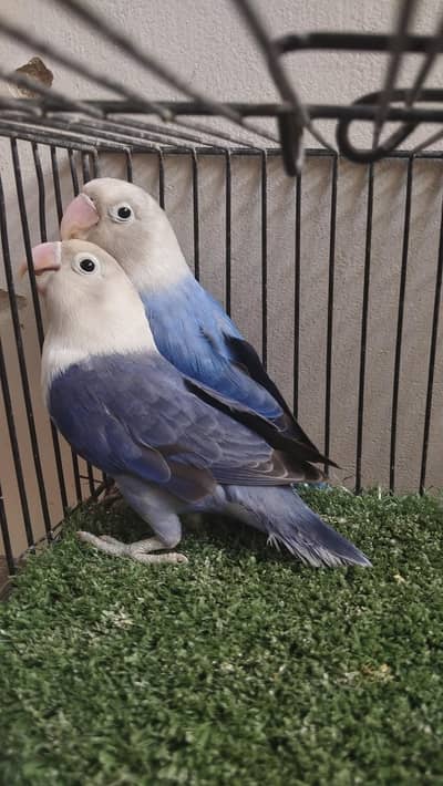 Violet Blue opaline breeder pair lovebird parrot fisher ficher