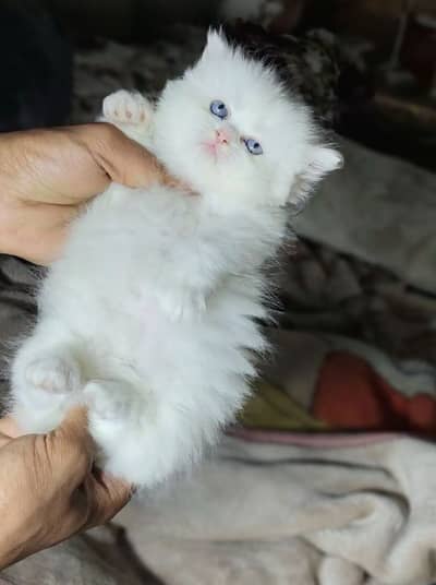 Persion cat 2month age for sale
