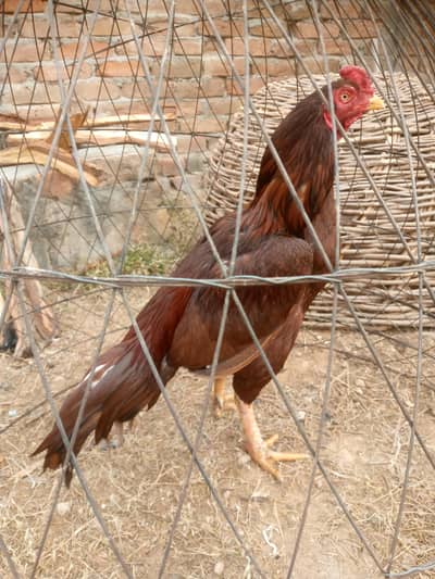 Whatsapp 03145501013