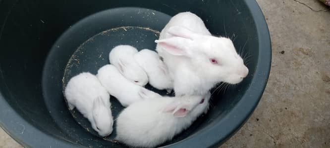 Rabbit family