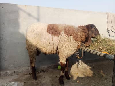 healthy and active serusly purchase