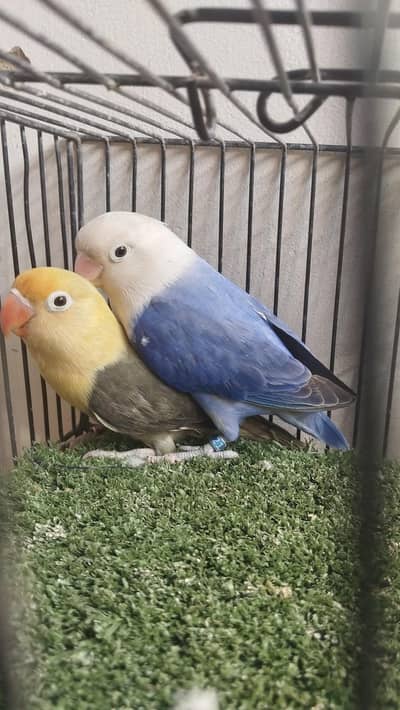 breeder pair Blue opaline, Parblue euwing opline parrot lovebird fishe