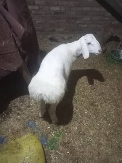 Turkey Dumba  03125111601