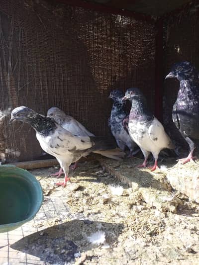 High flyer pigeon for sale