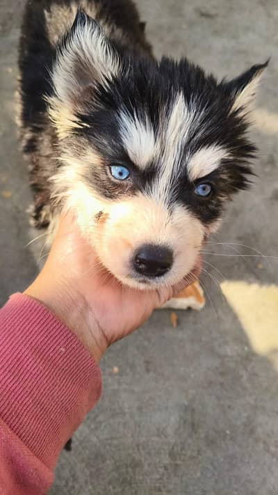 husky puppies Available