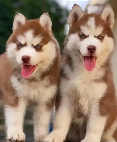 Husky dog | Husky puppies puppy for sale
