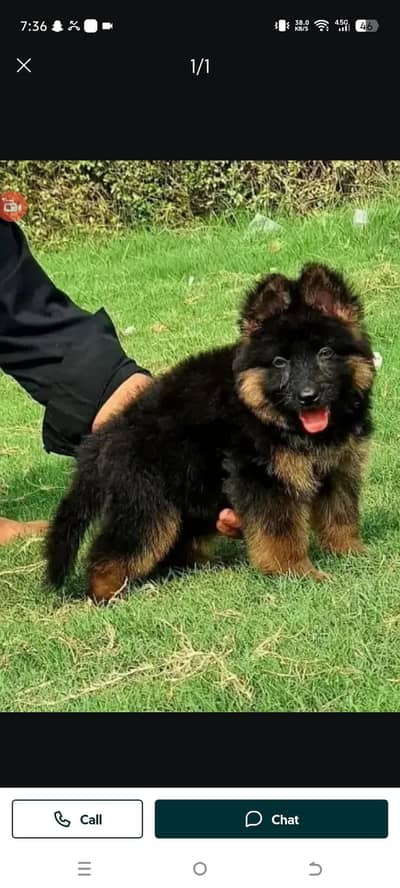 German Shepherd male puppy for sale