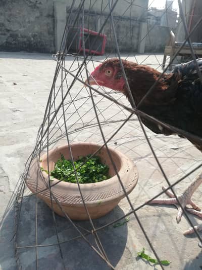 patha and murgi for sale and exgeng videos mil Jayegi