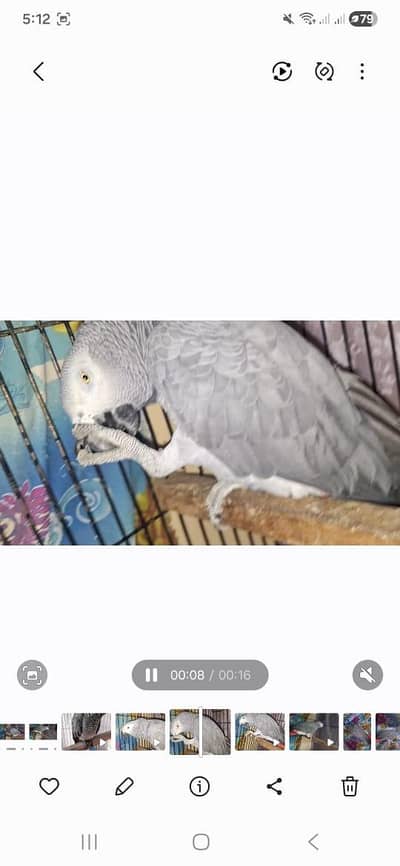 African grey  Breedar female All ok