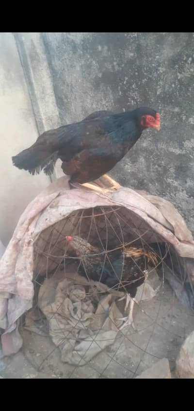 oldbloodline High quality ki Mazboot gand Jor ki madi miyari chez ha