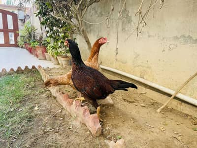 Aseel mianwali set fir sale