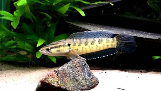 Dwarf Snakehead (Channa) Full Setup for Sale