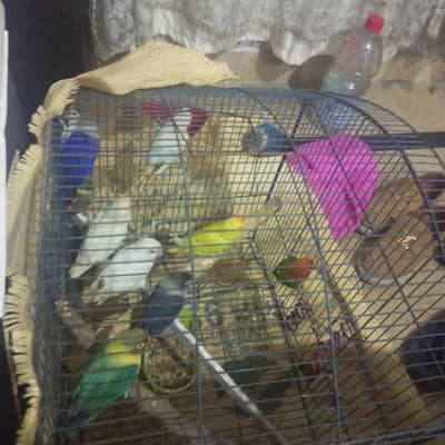 love birds 7 pice colour 3 albino