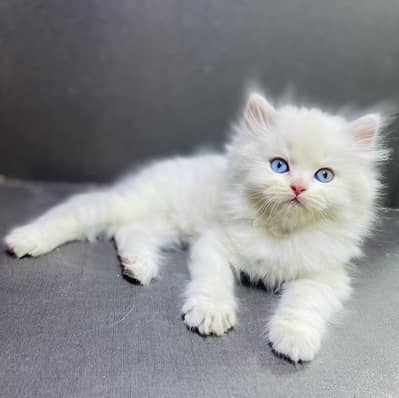 cash on delivery himalayan British kitten cat home delivery available